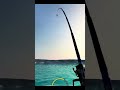 Nearly 100kg Sturgeon in Ultimate Fishing Simulator #sturgeon #ultimatefishingsimulator