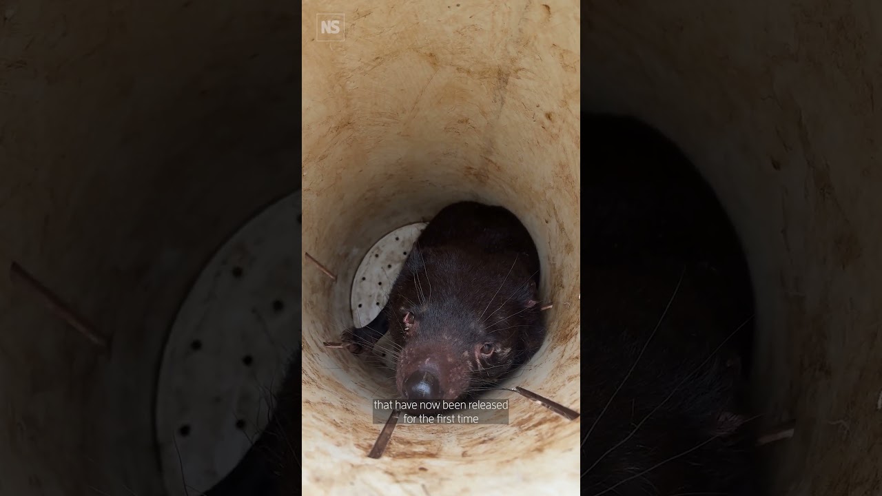 The bold plan to bring back Tasmanian devils across mainland Australia 🌏️