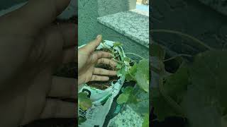 #leafminor#cucumberplant#insectcontrol#kheti#haritsanskriti#bscagriculture