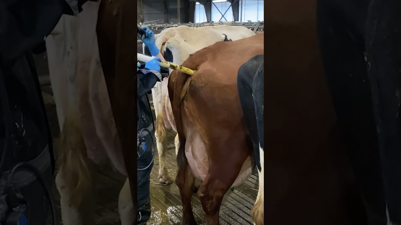 Feeding Calves, Hoofs Treatment, Pretty Girls on the Farm, Milking, Stacking Straw