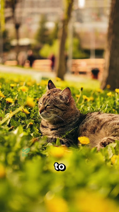 Masters of Snooze: The Cat's Sleepy Lifestyle #cats #shorts