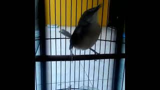 ciblek kristal gacor//full ngebren panjang...