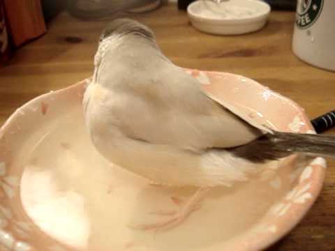 Java Sparrow bathing