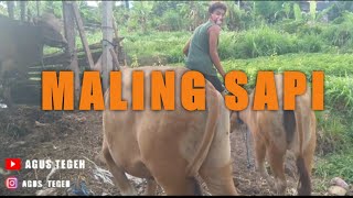 Download Lagu FILM KOMEDI MALING SAMPI || AGUS TEGEH MP3 Download Lagu FILM KOMEDI MALING SAMPI || AGUS TEGEH MP3