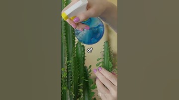 🛑 THIS Will SAVE Your Cactus from a DEADLY Infestation! 🌵🔥