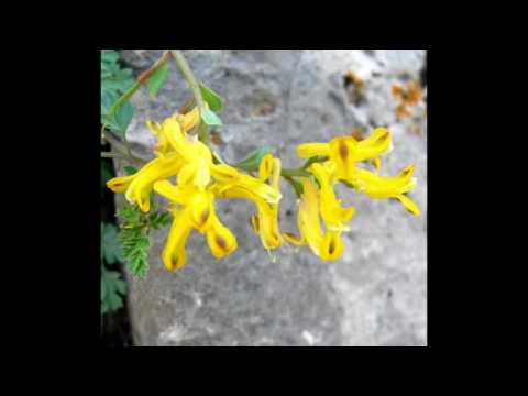 Video: Corydalis: una descripción de la flor. Corydalis: reproducción, cuidado