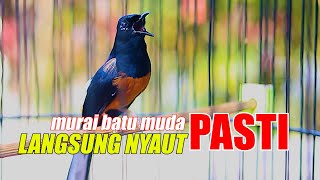 Download Lagu OCEHAN MURAI BATU GACOR, PANCINGAN MURAI MUDA DAN MALES BUNYI AGAR IKUT GACOR MP3