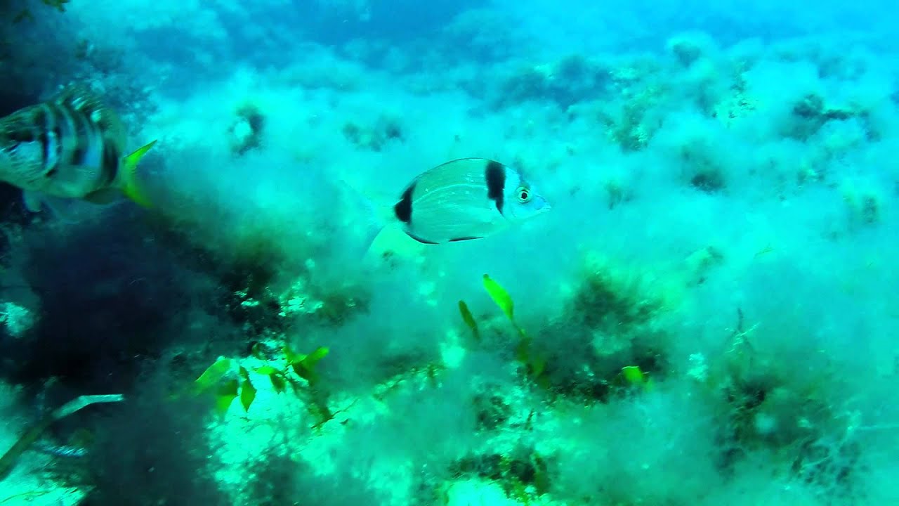 Ophidiaster ophidianus e Diplodus vulgaris