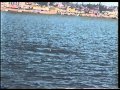 Tucuxi dolphins (Sotalia fluviatilis) in the Amazon