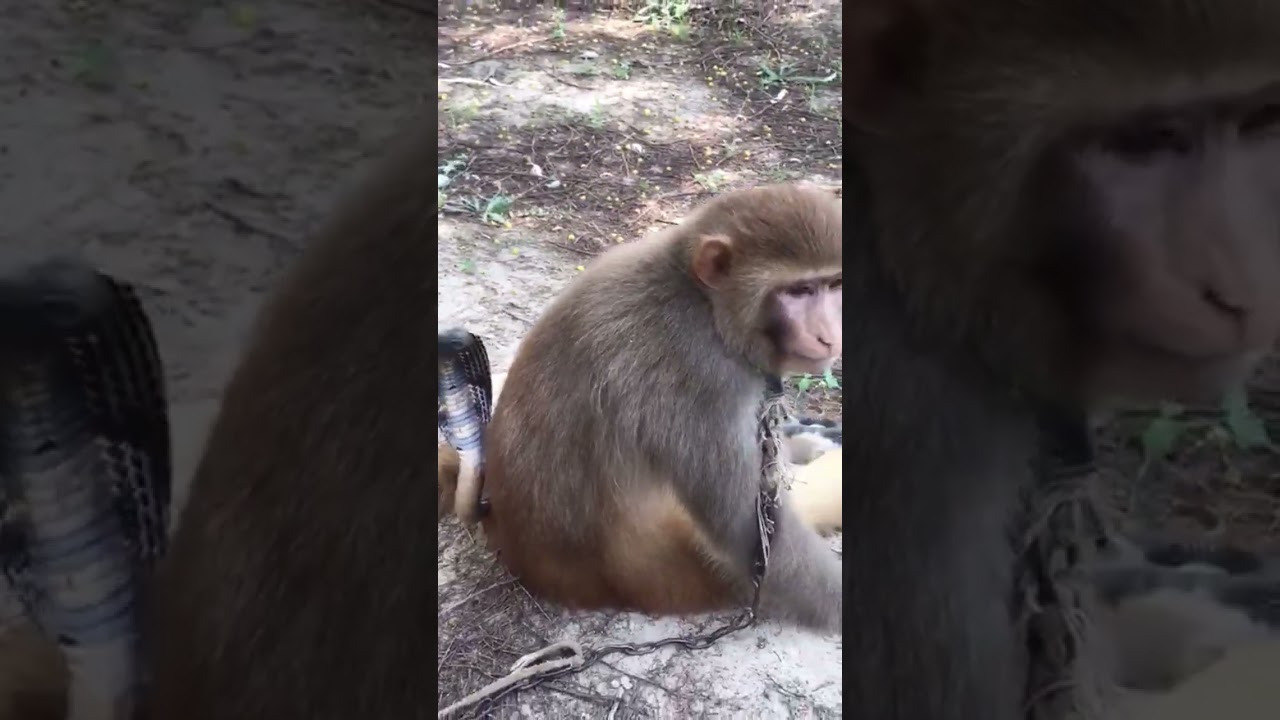 Fight video monkey vs king cobra