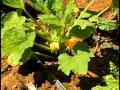 Desert Gardening with Carol Stuttard