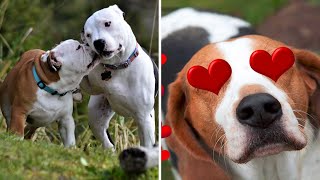 5 Secretos Sobre El Apareamiento De Perros Que Debes Conocer