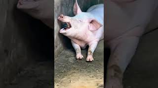 campana sobre campana