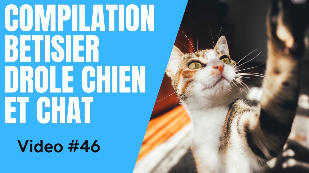 🐶 Dose d'humour 😻 Compilation Vidéo Betisier Drôle de Chat et Chien #46