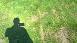 OSU Preferred Divot Pattern 2