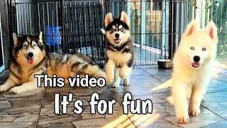 Funny scenes of husky puppies They are really salty.