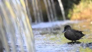 73 Gresswell Road, Macleod Victoria By Andrew Mizzi