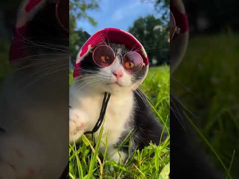 Кототерапия #изобилие #cat #балансвселенной #метафизик #cute #силасознания #funny