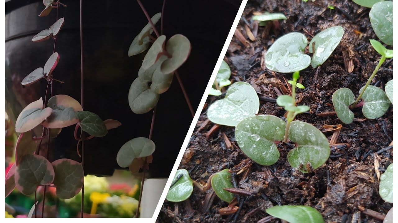 Como fazer mudas de coração emaranhado