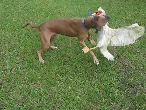 Vídeo: Dogswell Recorda Guloseimas Jerky De Frango E Pato Para Cães E Gatos