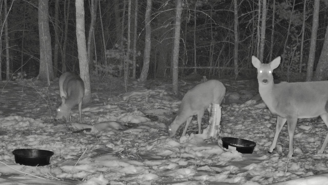 LIVE - Deer Cam | Backyard Wildlife Maine