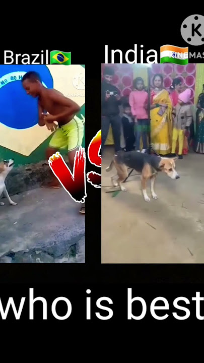 Brazil🇧🇷 dog  dance V/S india🇮🇳 dog dance #india #dog dance