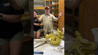 🐍🐍 TRAINING OF WORLD DANGEROUS PYTHON 🐍🐍 SUBSCRIBE GUYS FAST