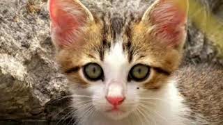 Gerçek Kızgın dişi kedi sesi 🐈 #dişikedisesi #kızgınkedisesi #kedisesi #cat 🐈 Resimi