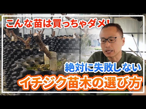 イチジク】苗を購入する際に見るべきポイント～鉢増しと剪定