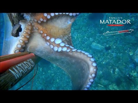 CIRCONDATO DAI POLPI GIGANTI arbalete Matador pesca sub spearfishing