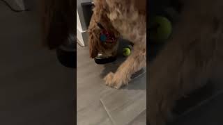 Dog does a trick shot and smart get food from trick shot to food