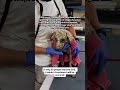 Dear kind dog lovers please donate to save our poor dog get treatment #usa #uk #canada #reels