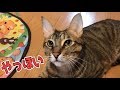 猫がしゃべりかけてきたので動画を撮ってみました