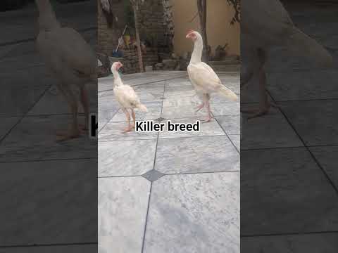 #viralvideo #youtubeshorts #1million #aseelmurga #chicken #usa #uk #pakistan #ytshorts