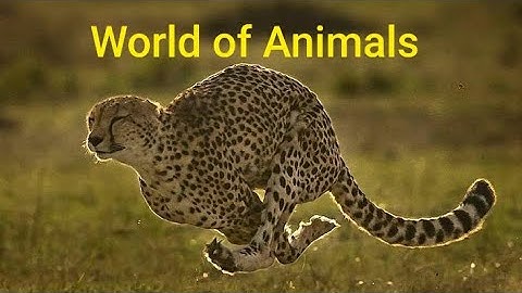 CHAPTER 6 The World OF Animals(part 1) Class 3rd EVS (CBSE)