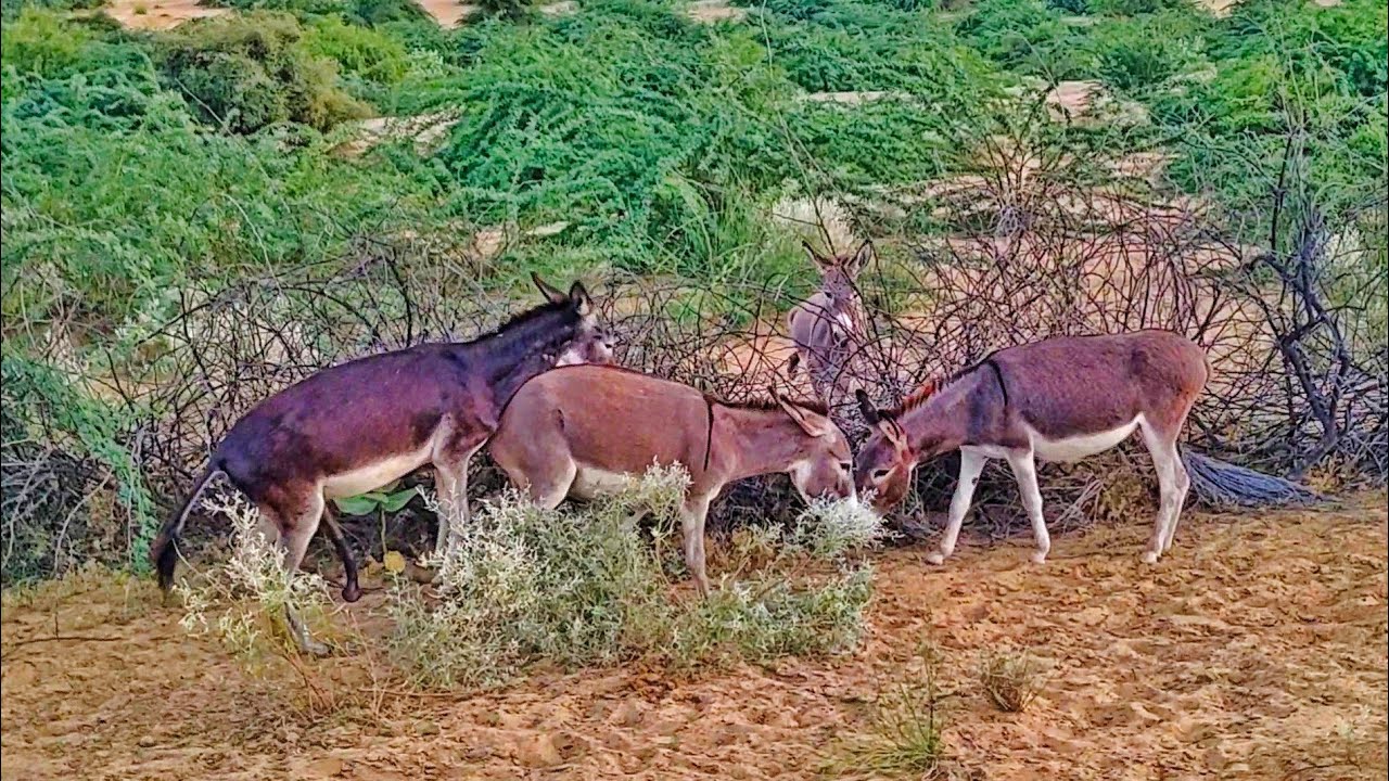 donkey very very I want to put,#donkey #youtube #youtube #gadha - YouTube