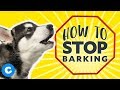 Teach Your Puppy to Stop Barking Teach Your Puppy to Stop Barking