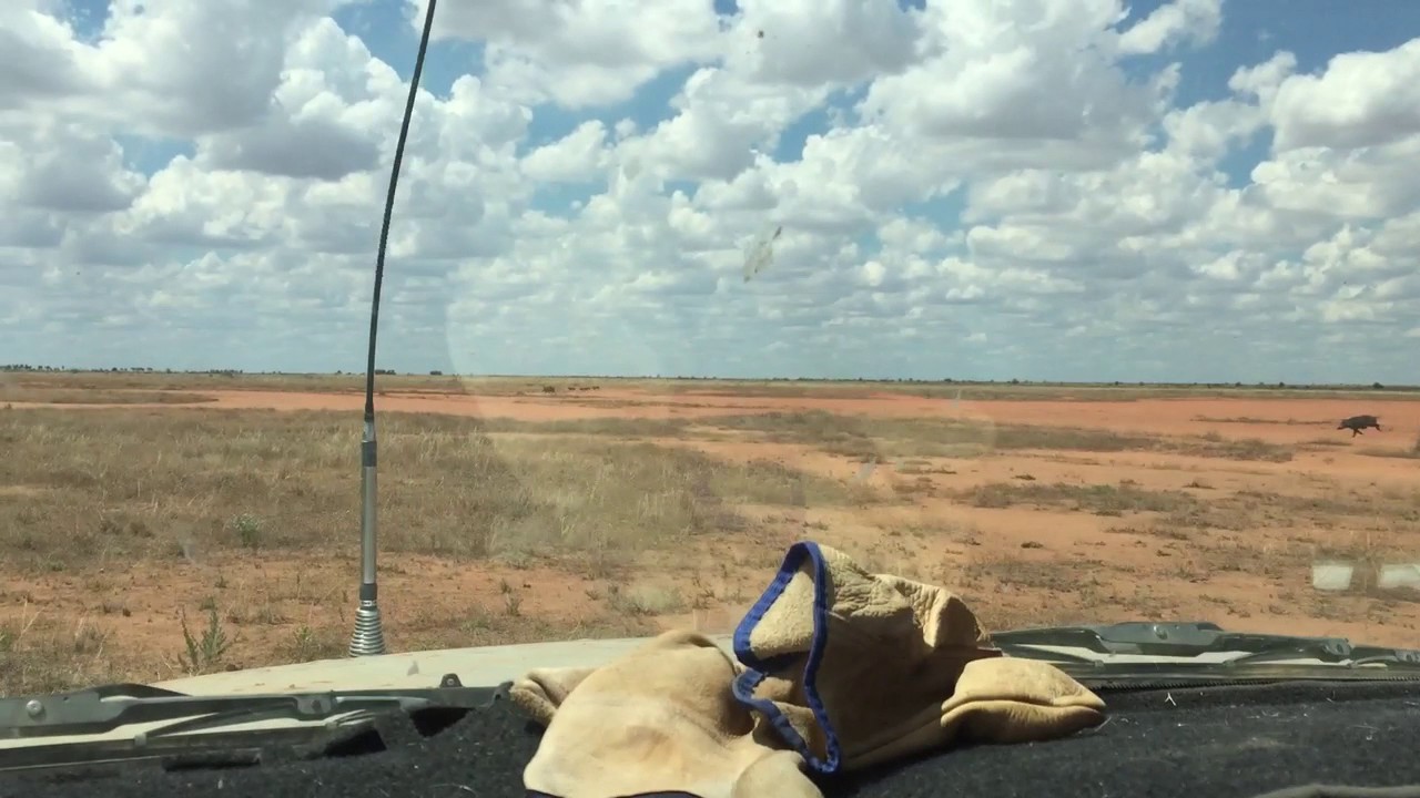 Hunting Boar, Ivanhoe, NSW