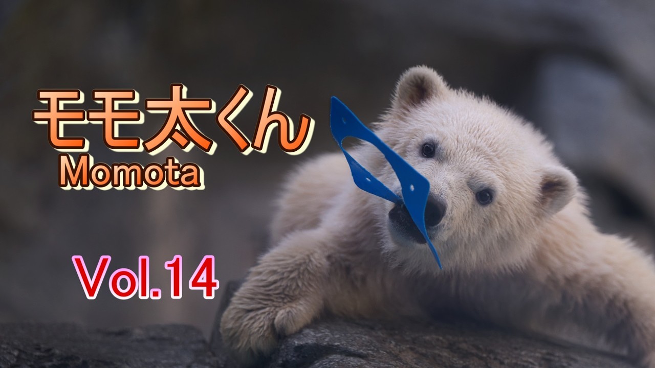 Momota-kun 14 ~Oga Aquarium GAO~ [A polar bear cub, Momota in Oga