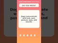 Fun Dog Fact for Dog Lovers