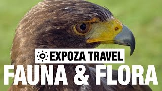 Fauna & Flora (Europe) Vacation Travel Guide
