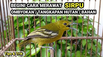 CARA MERAWAT SIRPU OMBYOKAN ATAU HASIL TANGKAPAN HUTAN DENGAN MUDAH !! 🐦