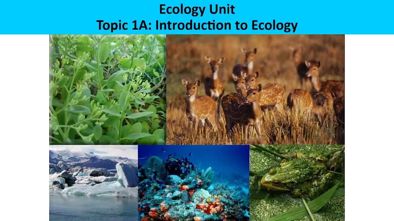 Biology Lesson 1: Introduction to Ecology and Evolution