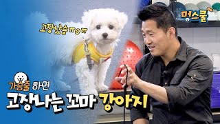 Little bichon who stops moving with dog collar│Kang Hyung-wook's Mung school with beginner owner