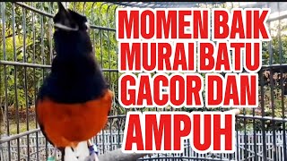 masteran burung murai batu gacor ampuh untuk mengatasi burung murai batu kurang gacor