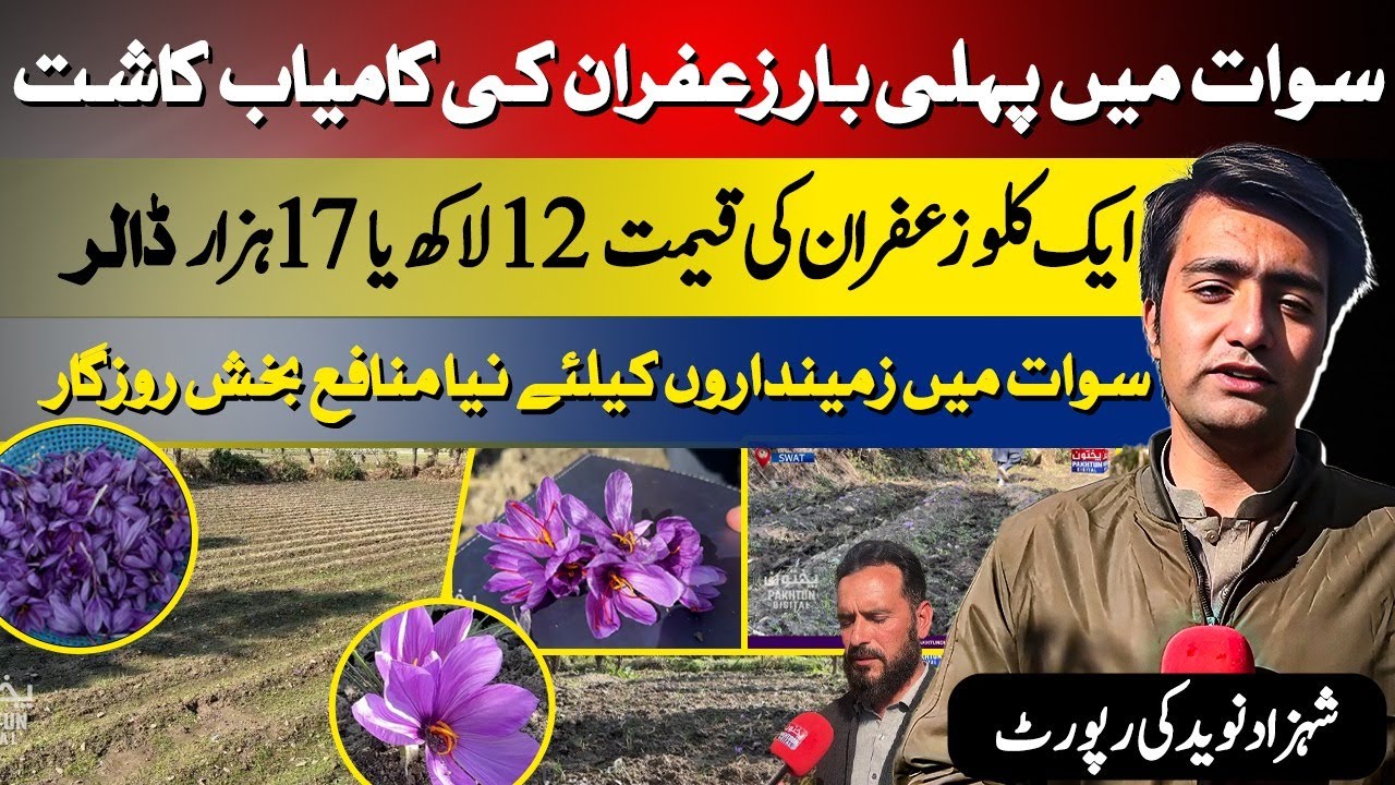 Saffron Farming in Swat | Farmers Earn Millions | Shahzad Naveed’s Report
