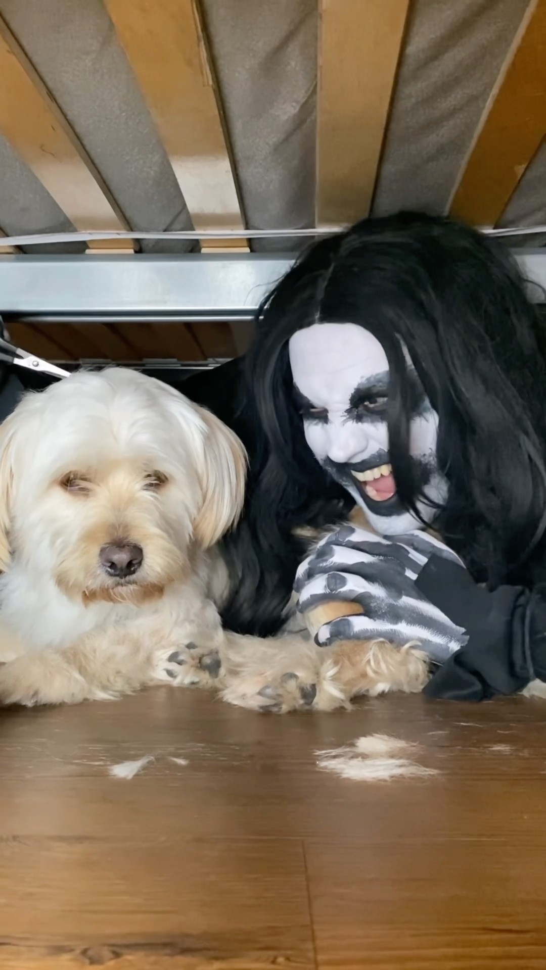 Monster takes dog for haircut ?? #shorts