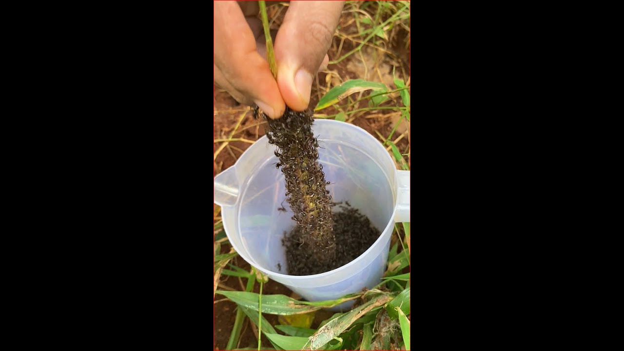 Harvesting bullet ants to attack giant crickets for food 