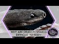 Why are dragon snakes difficult to keep  creatures of nightshade