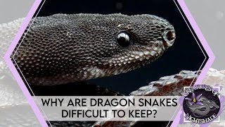Why Are Dragon Snakes Difficult to Keep? | Creatures of Nightshade